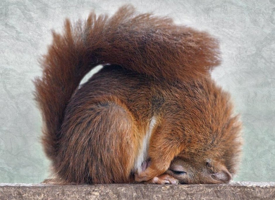 Соня-полчок - Myoxus Glis