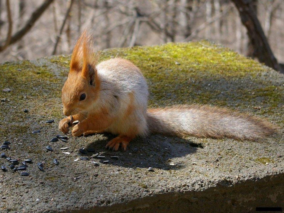 Короткохвостая шиншилла