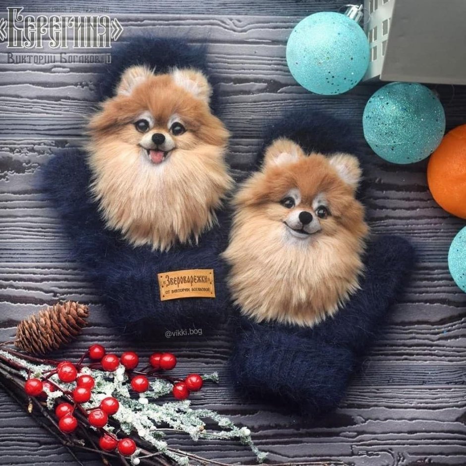 Померанский шпиц семейка