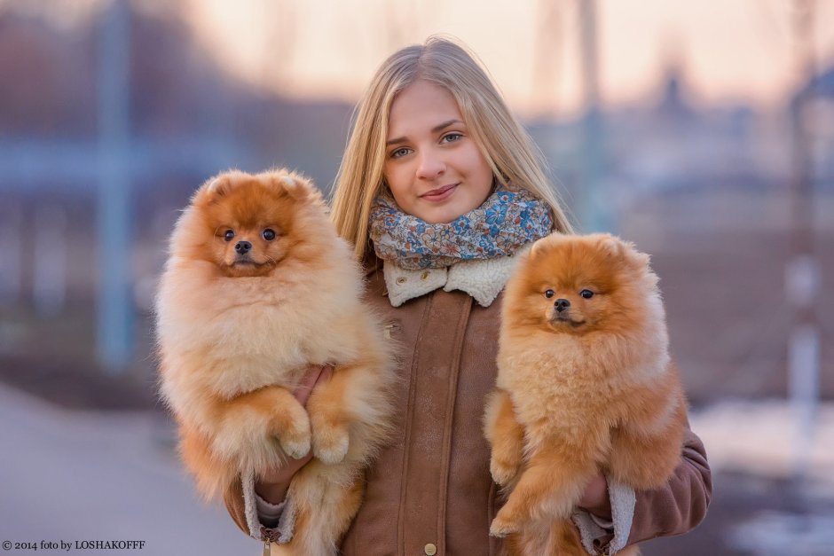 Разноцветный шпиц