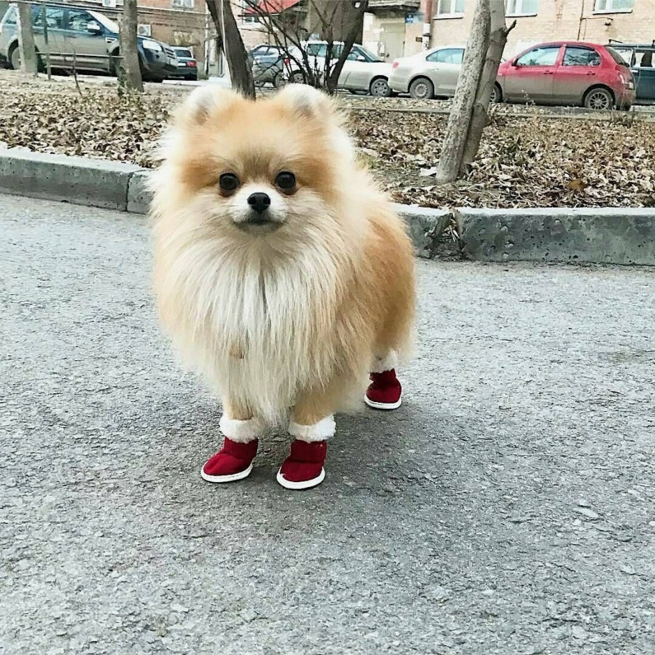 Королевский шпиц белый