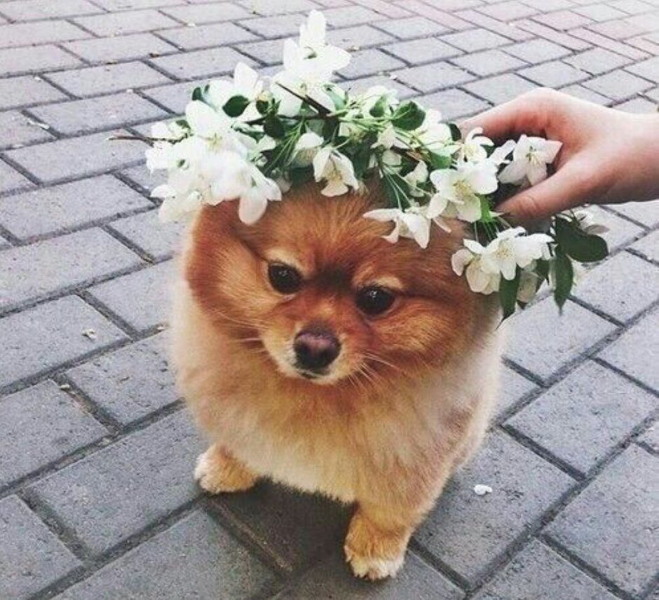 Шпиц расцветка колли
