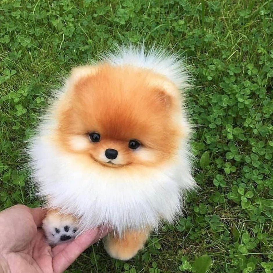 Шпиц рыжий длинношерстный