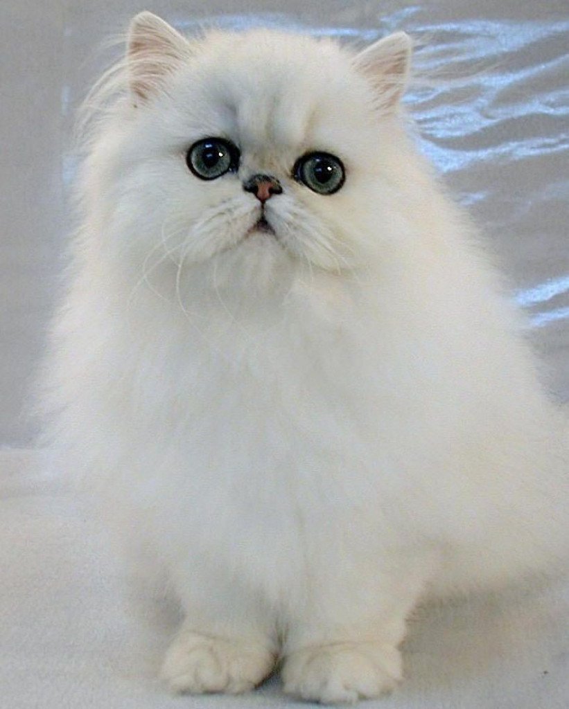 Персидская шиншилла