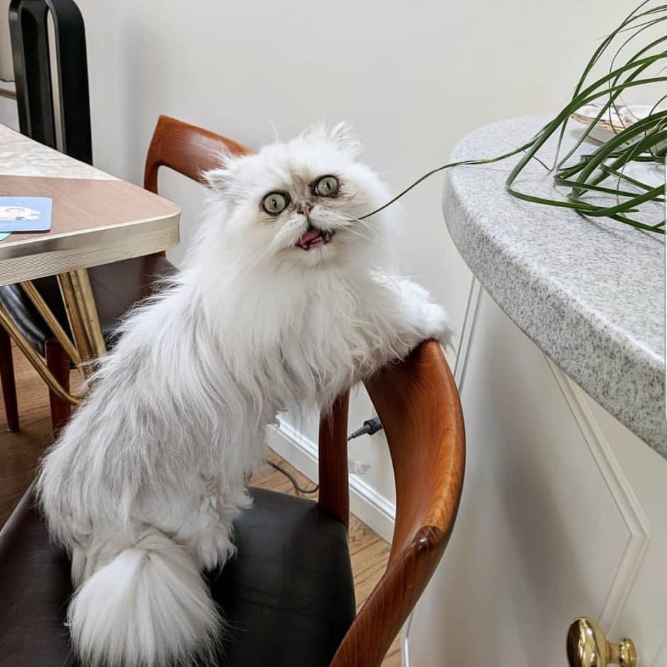 Персидская шиншилла Вилфред