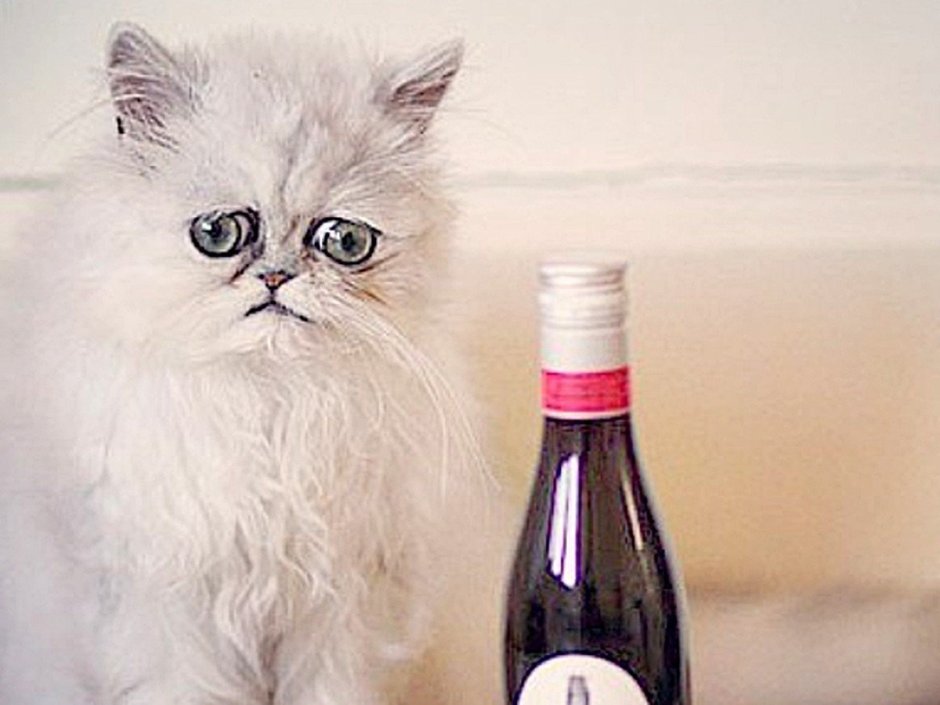 Персидская шиншилла