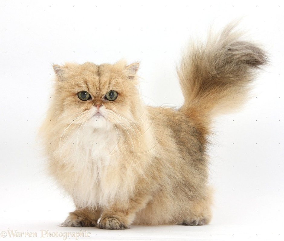 Персидская шиншилла камео