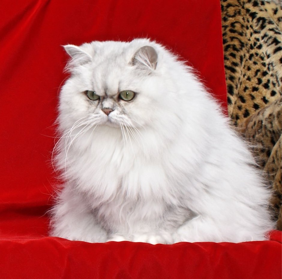 Персидская серебристая шиншилла