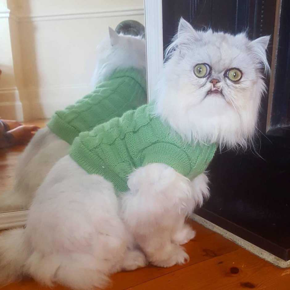 Ангорская шиншилла кошка