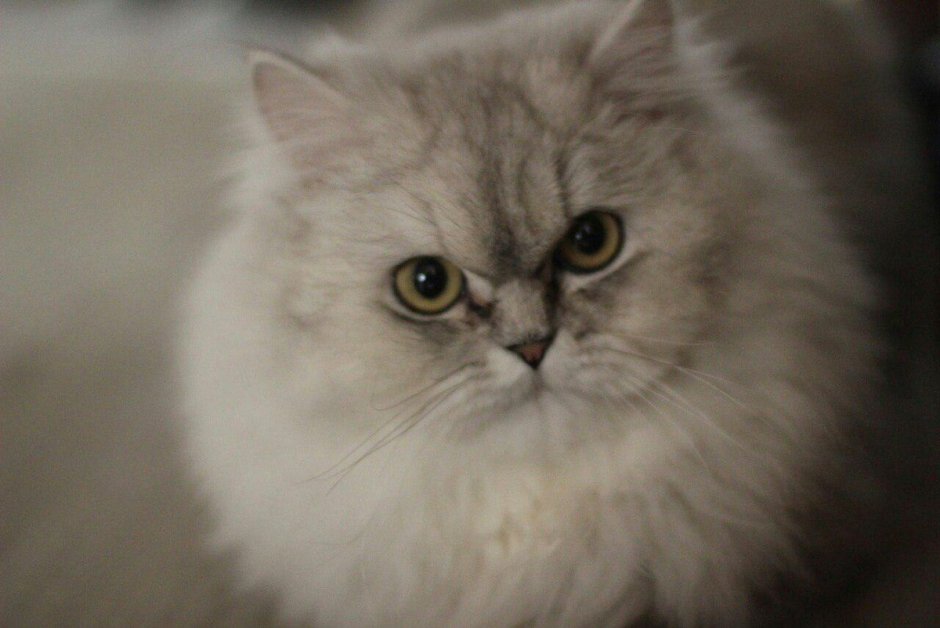 Персидская шиншилла Вилфред