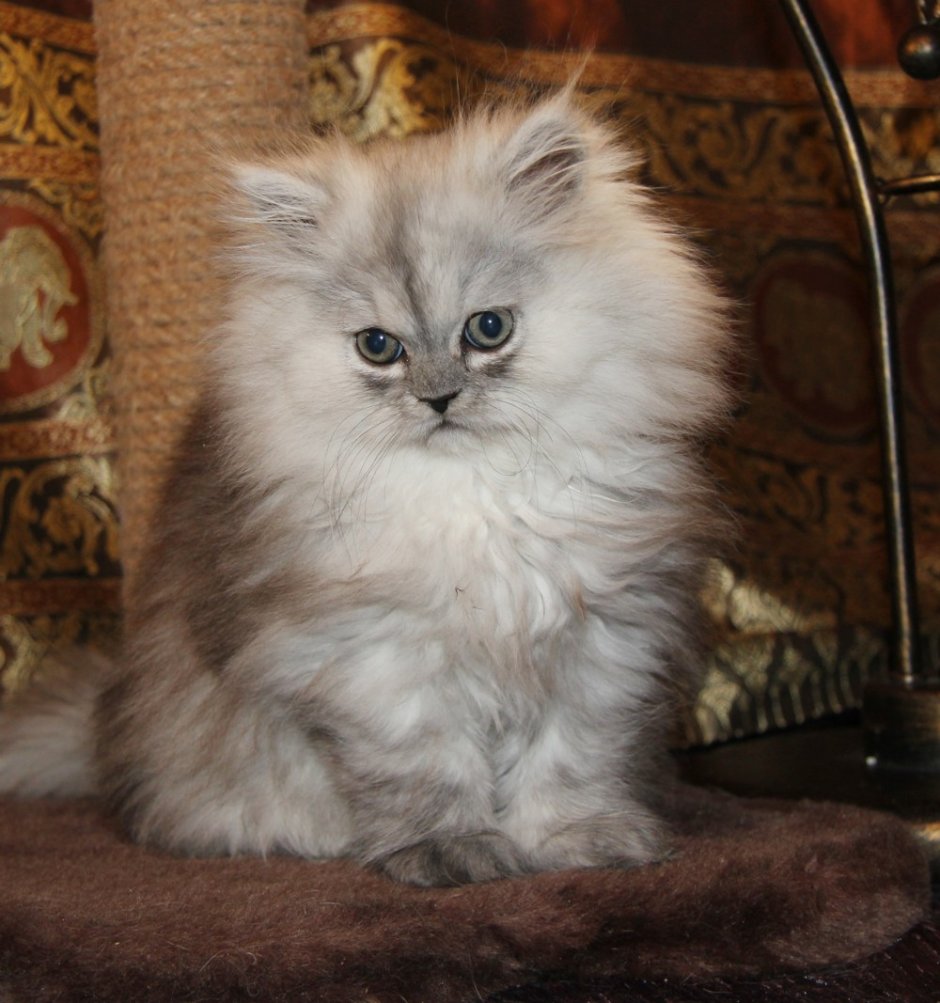Персидская длинношерстная шиншилла