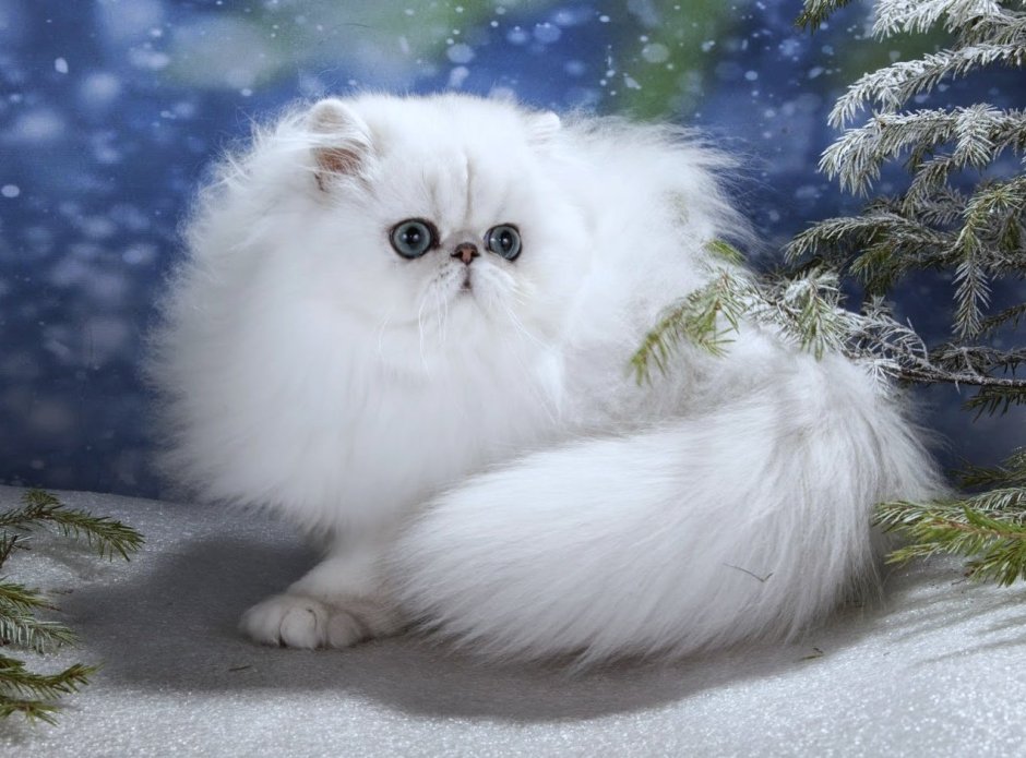 Ангорская шиншилла кошка