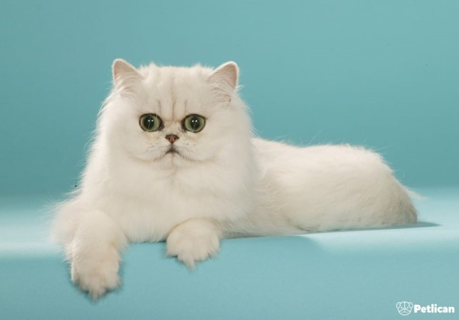 Персидская шиншилла