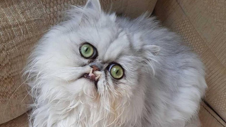 Кот Персидская шиншилла Вилфред