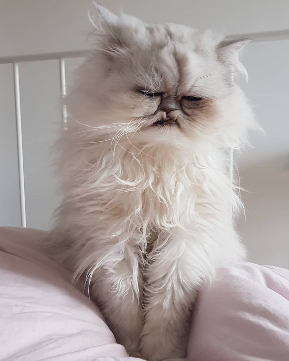 Серебристый ламбкин (шиншилла)