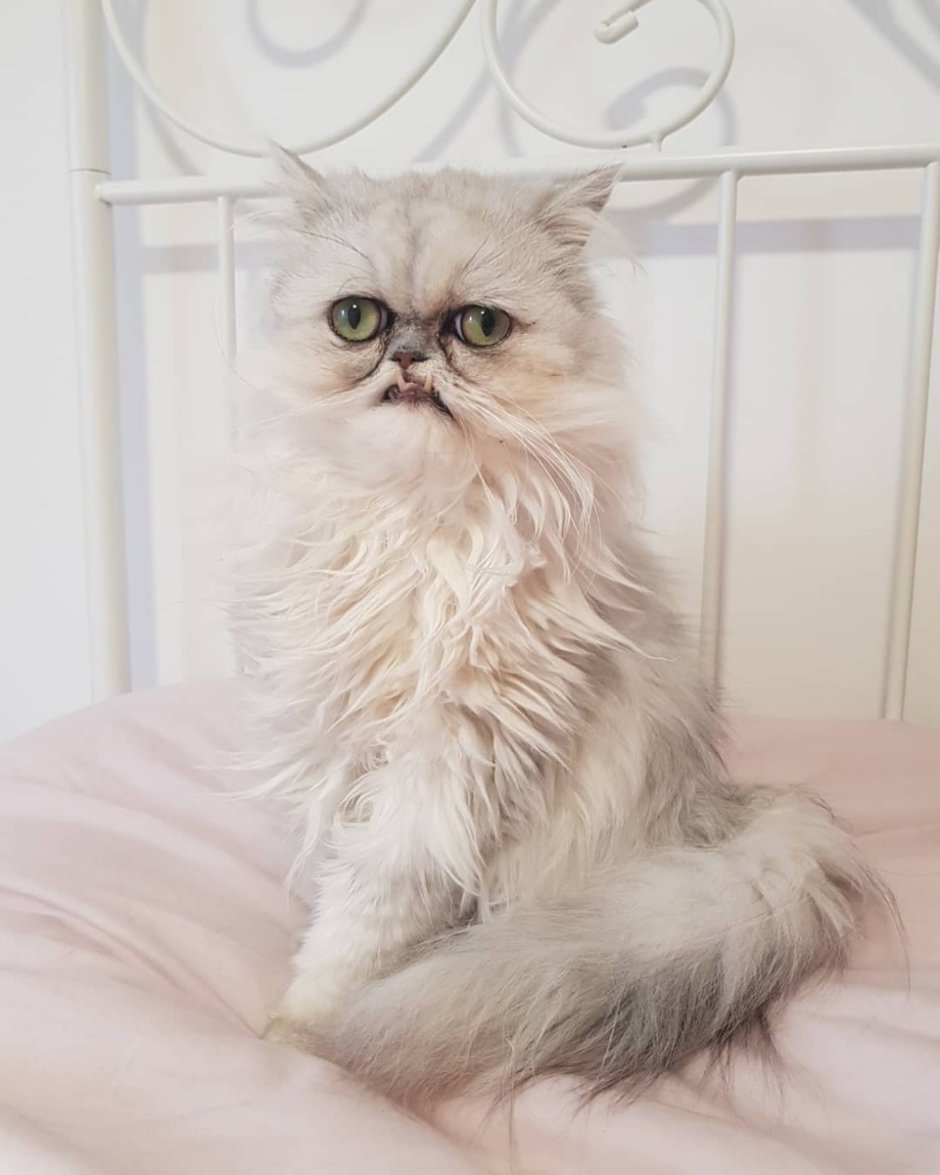 Персидская шиншилла Вилфред