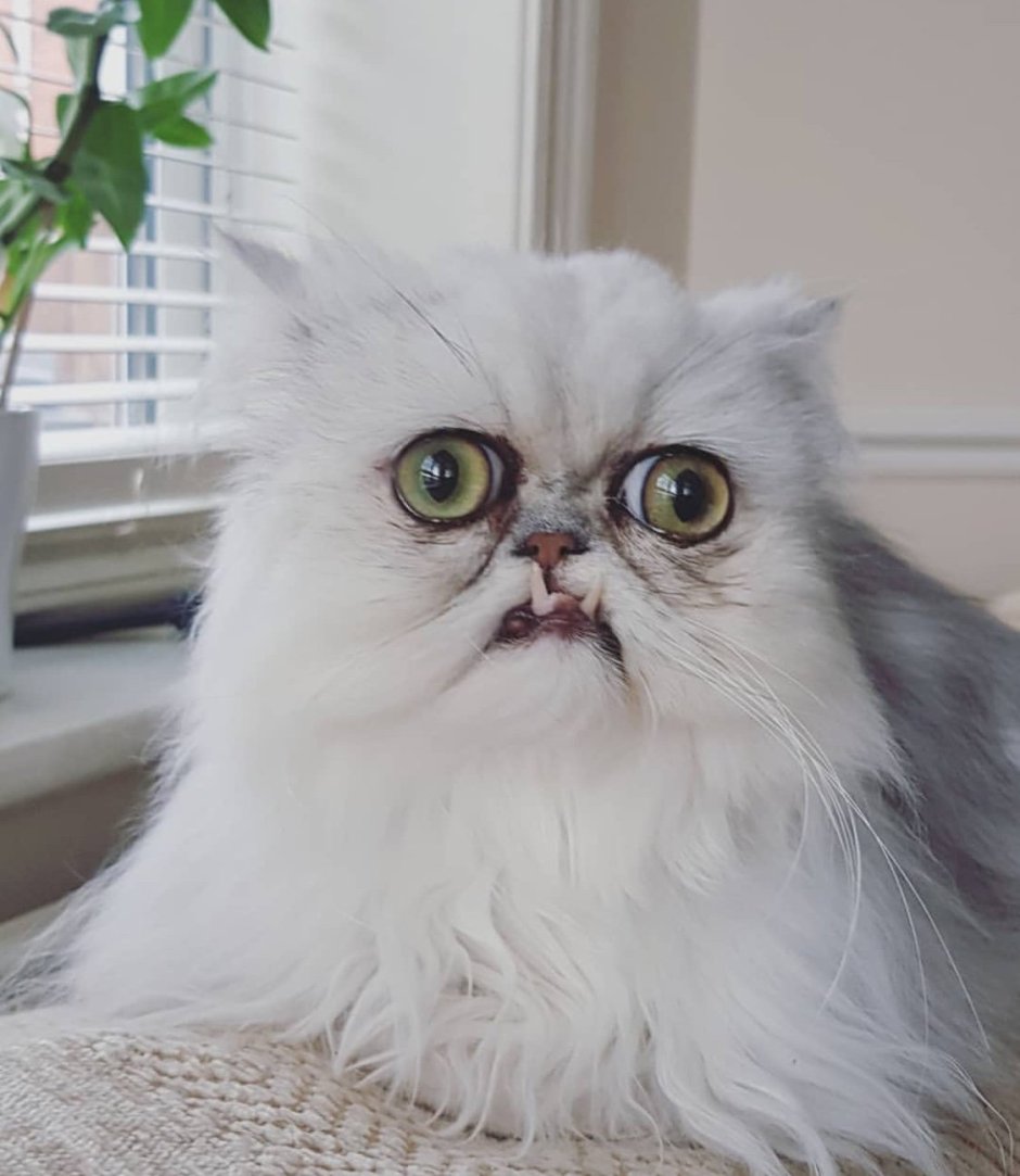 Серебряная шиншилла Персидская кошка