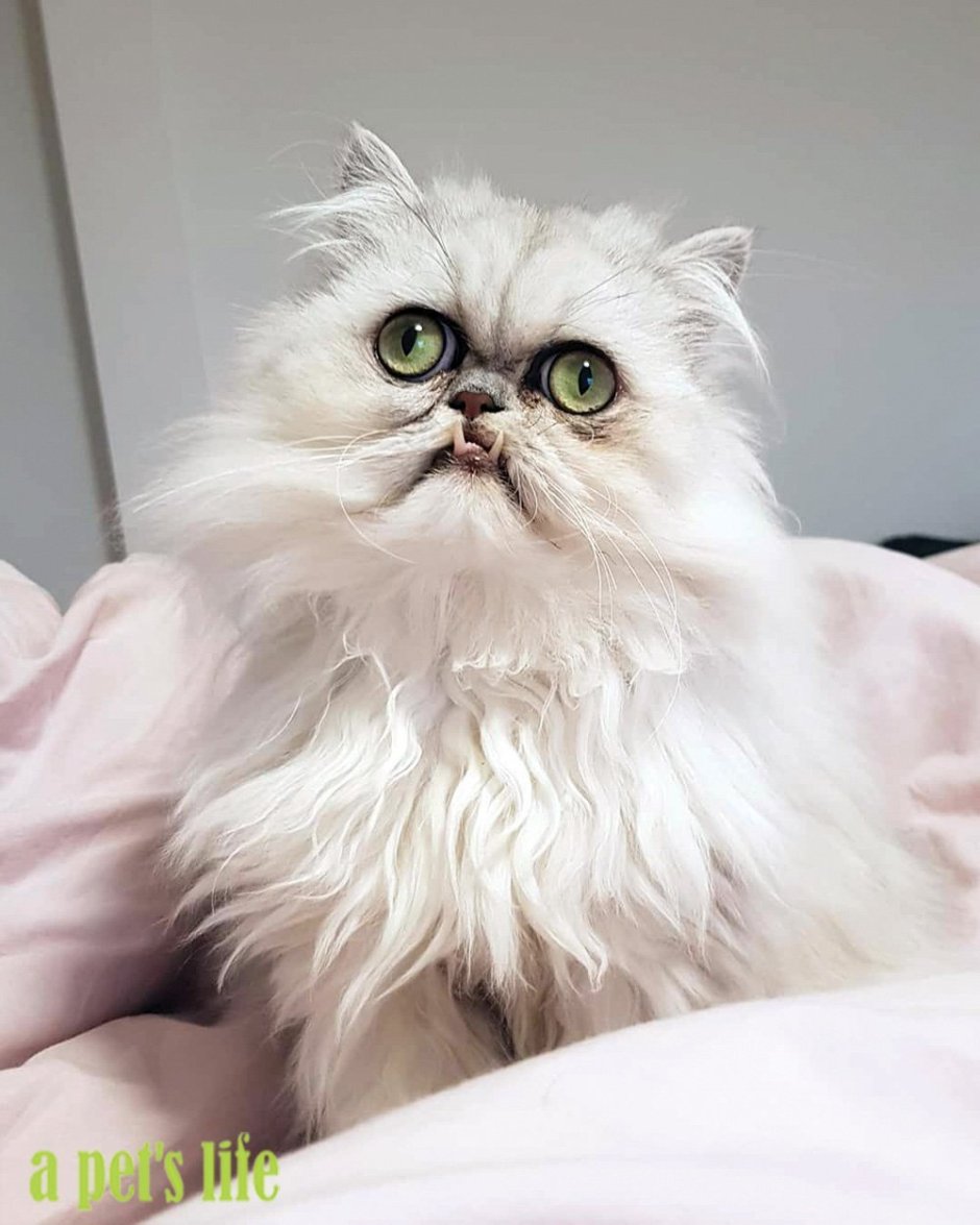 Кот Персидская шиншилла Вилфред