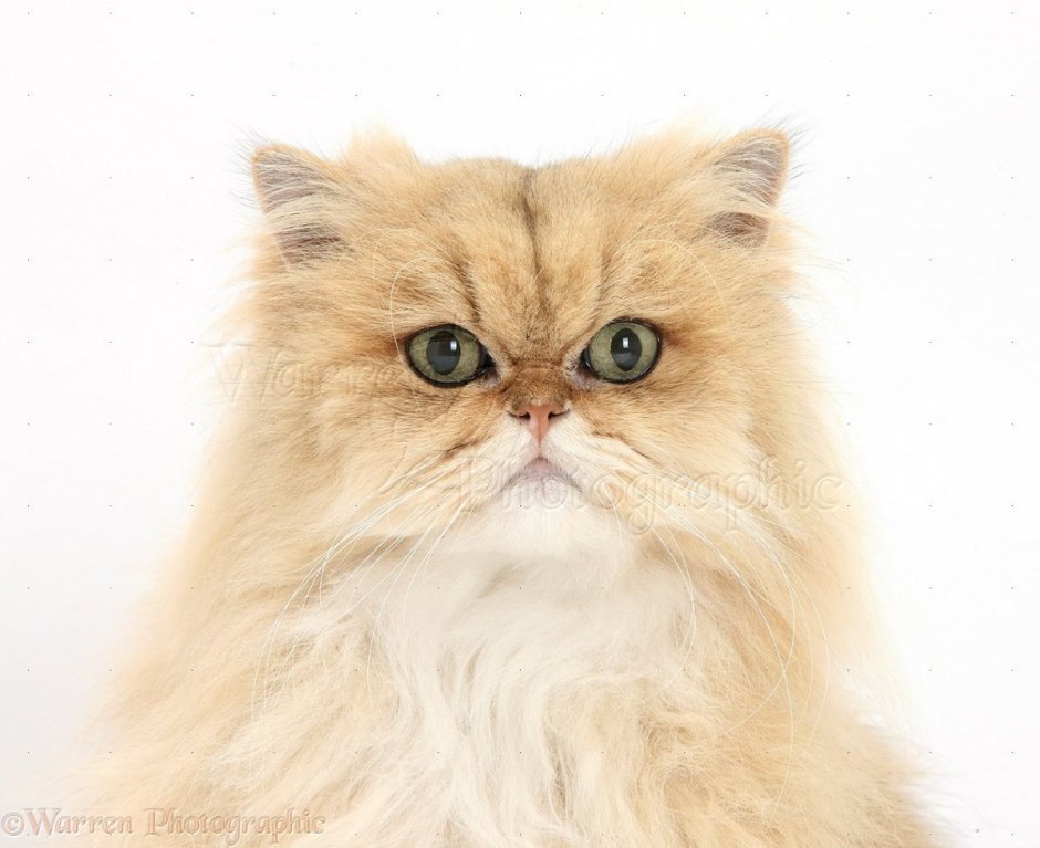 Персидская Золотая шиншилла кошка