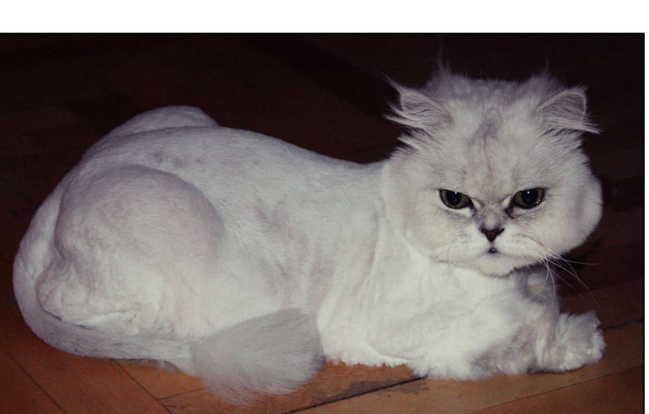 Персидская шиншилла черная