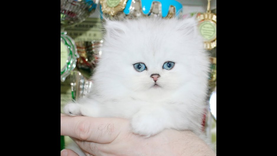 Розовая шиншилла камео Персидская