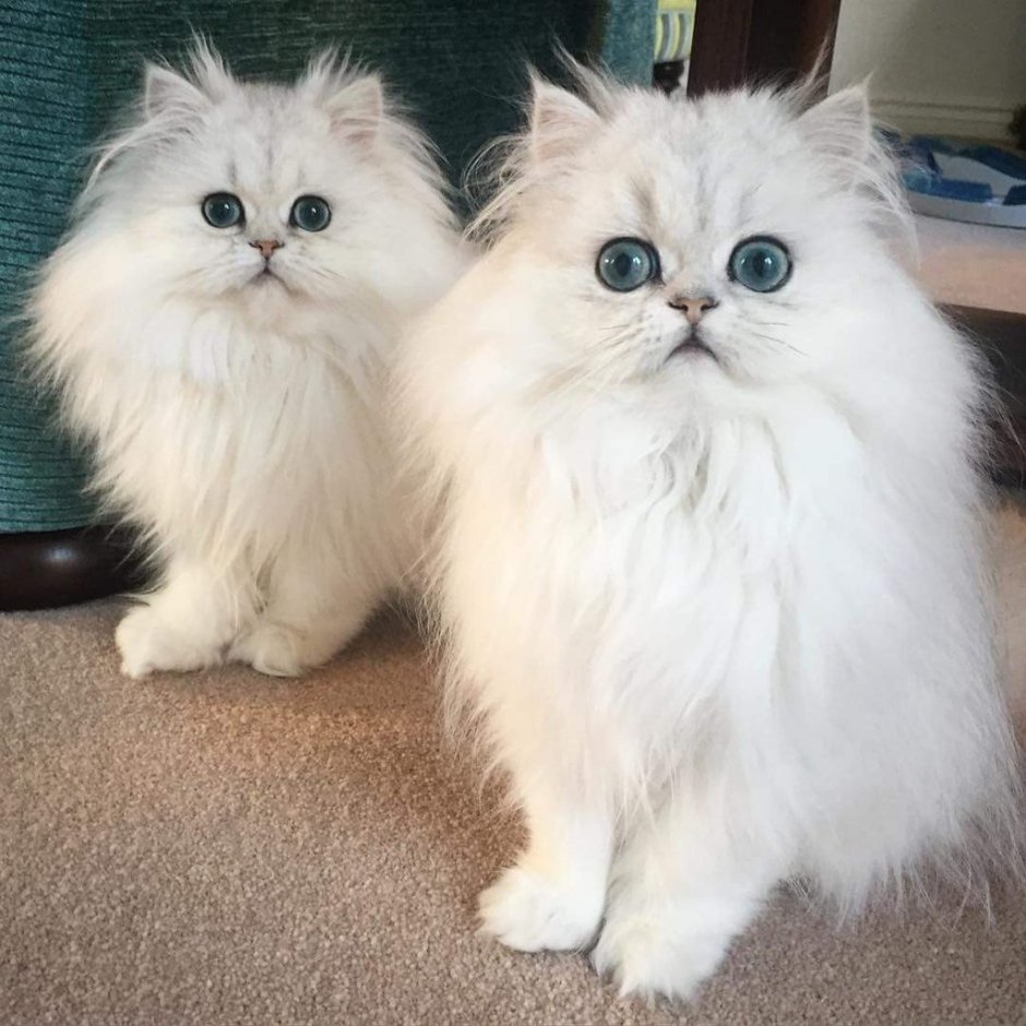 Персидская шиншилла Вилфред