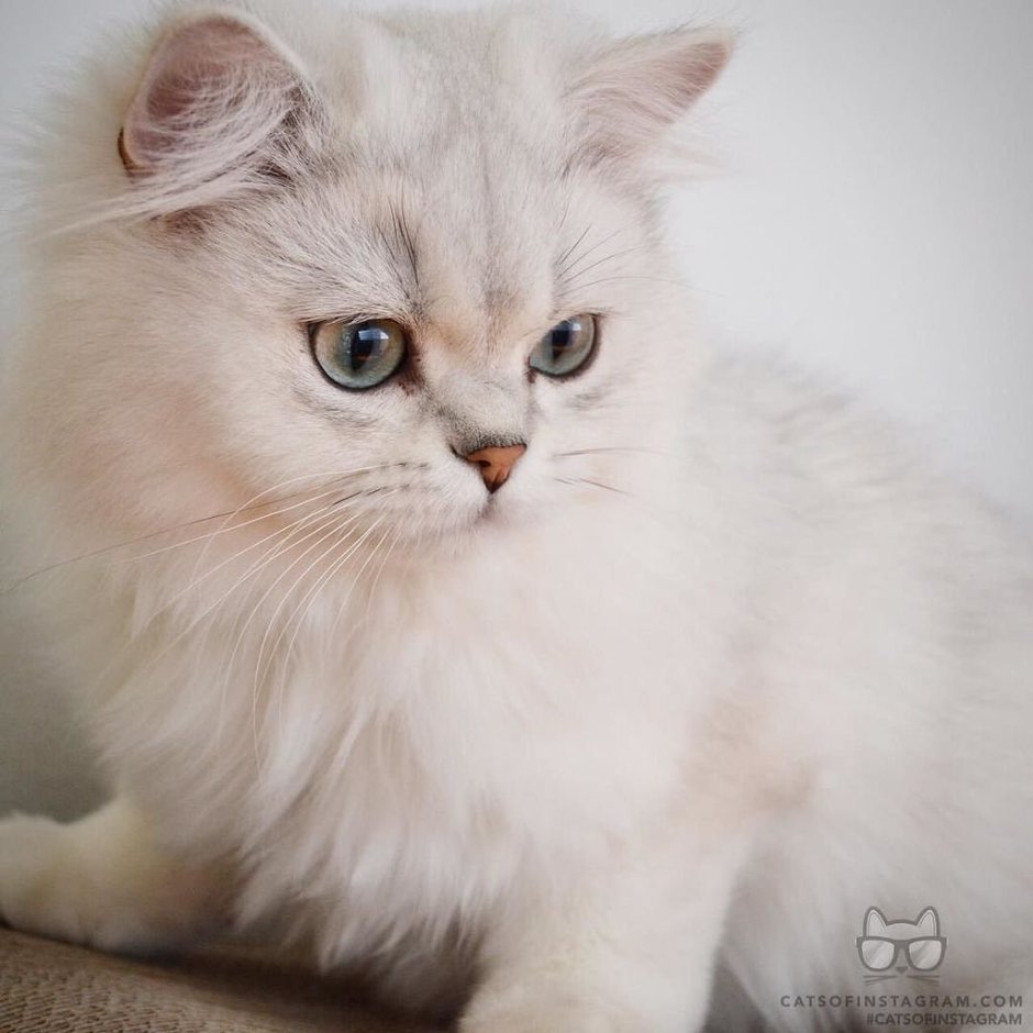 Персидская кошка белая