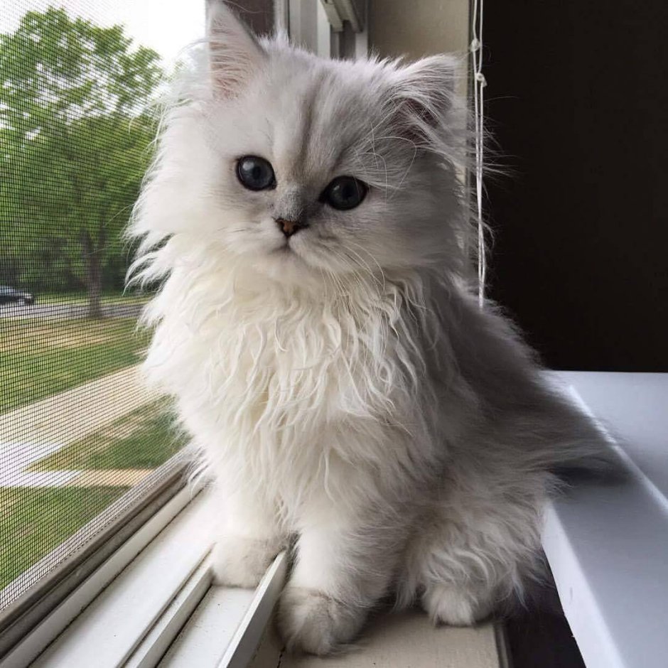 Персидская шиншилла кот Уилфред