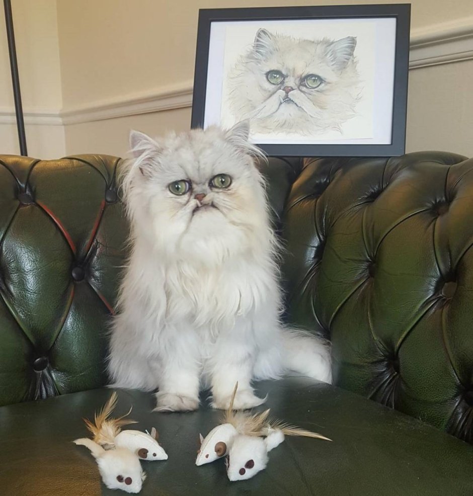 Персидская шиншилла Вилфред