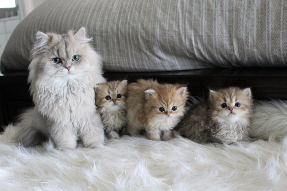 Персидский кот шиншилла