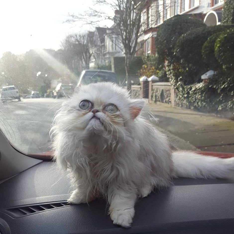 Порода кошек Персидская шиншилла