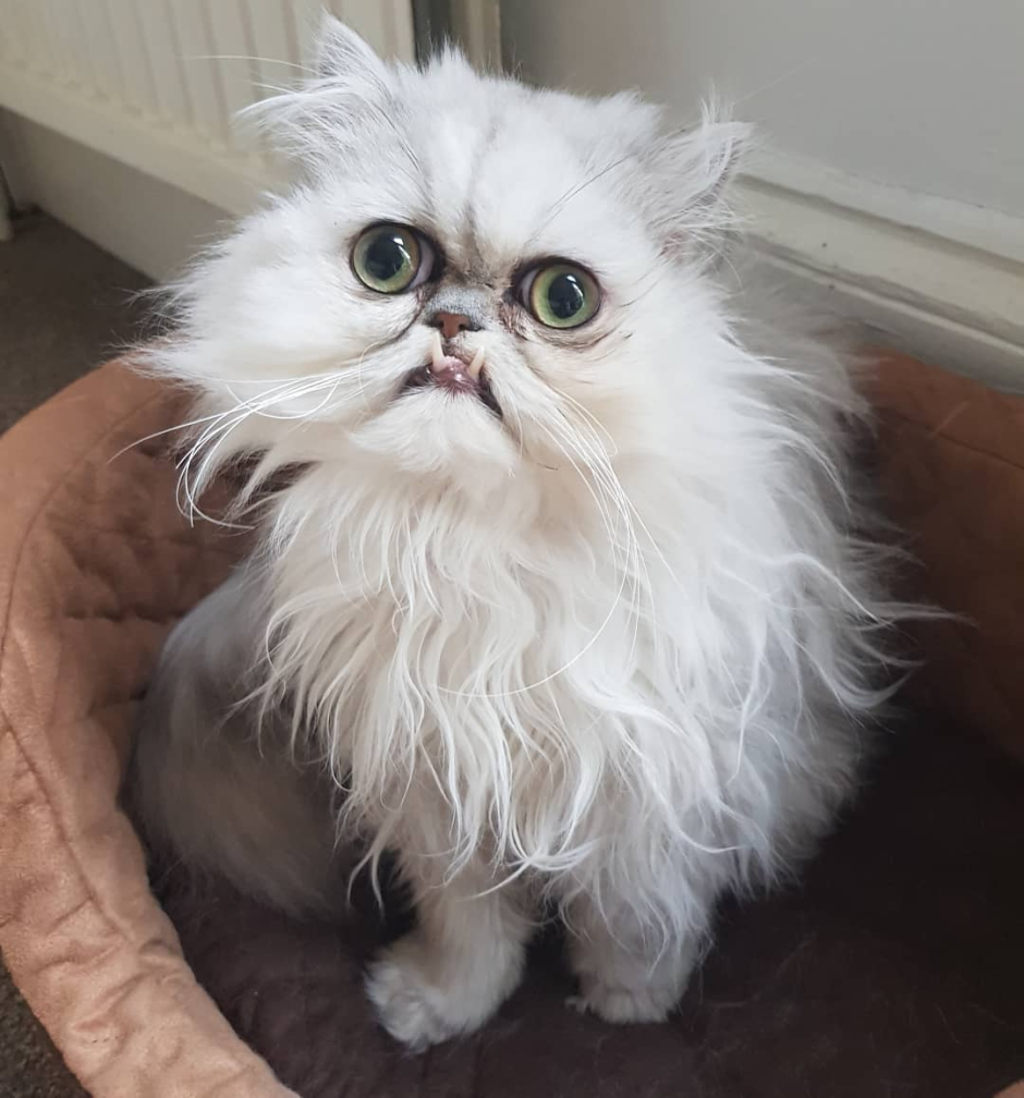 Лысый Персицкий