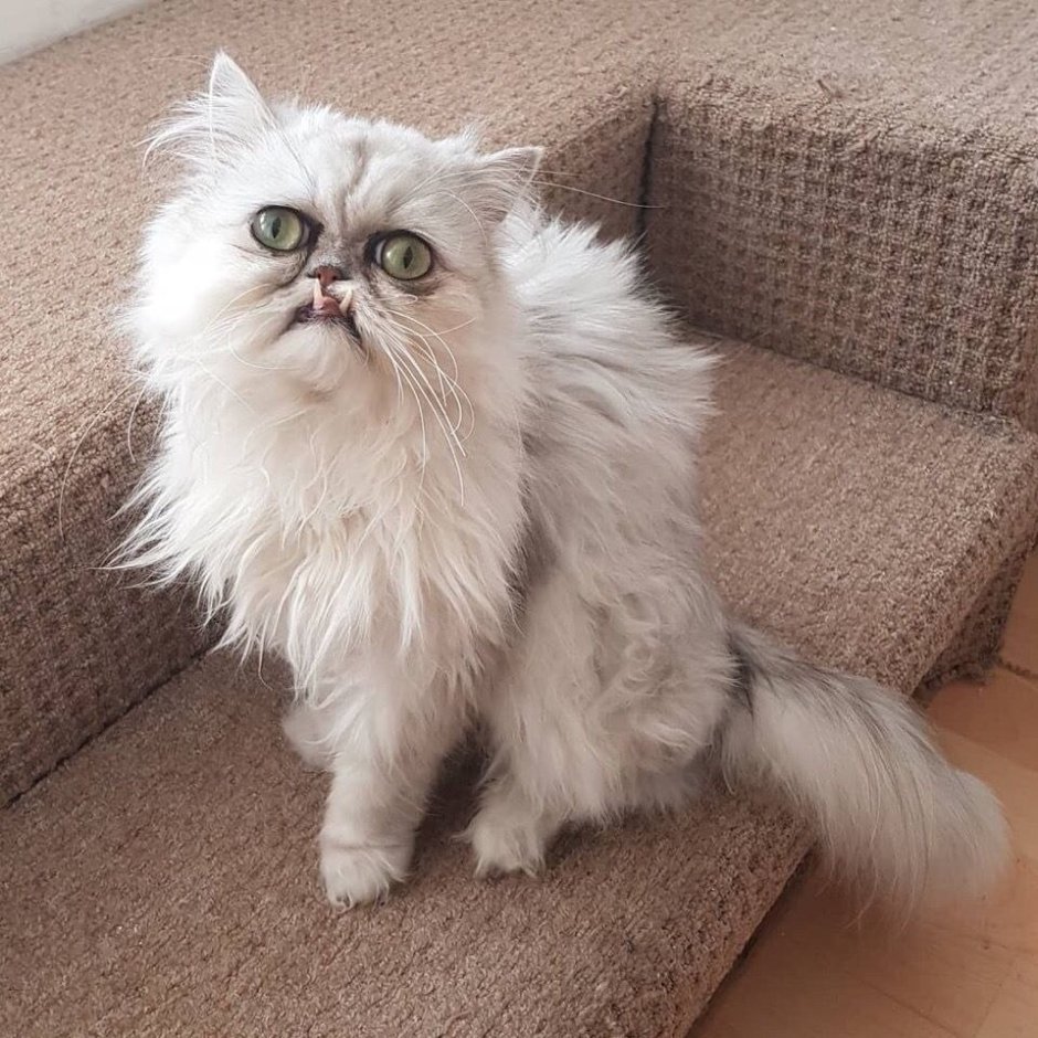 Персидский шиншилла кот персиковые