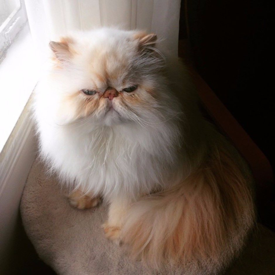 Серебристый ламбкин (шиншилла)