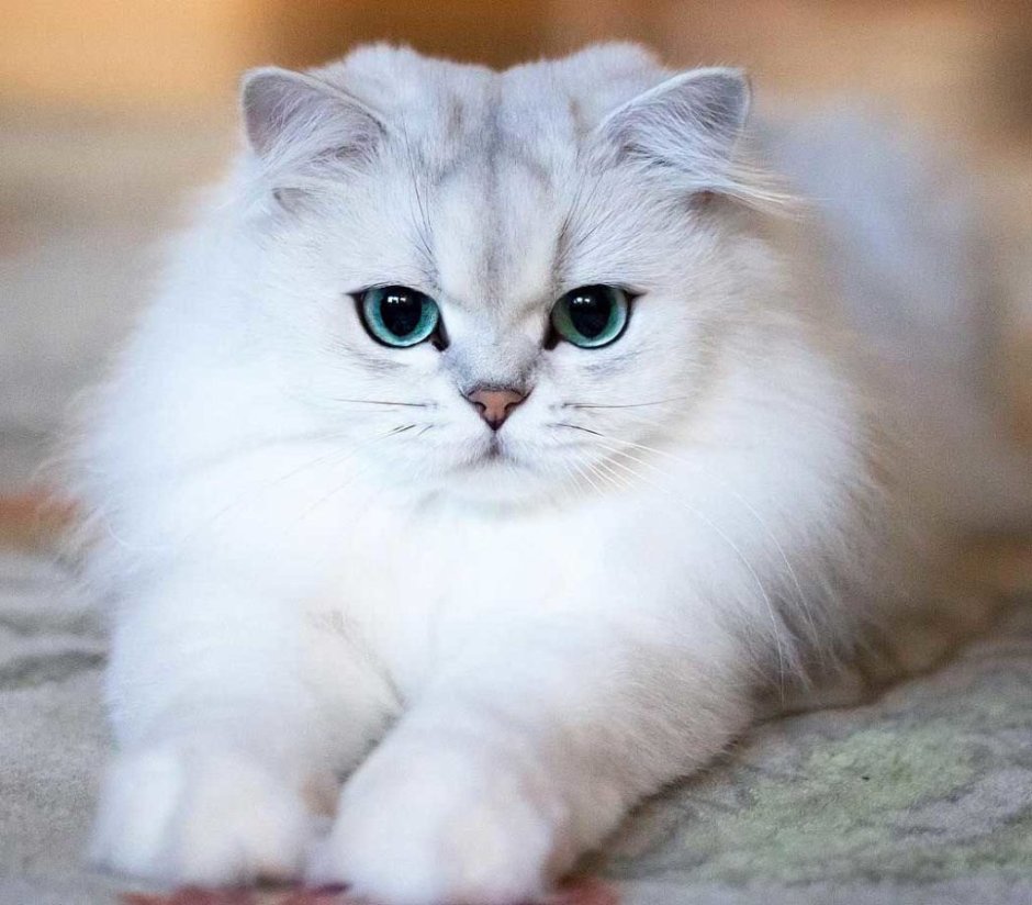 Персидская кошка серебристая шиншилла