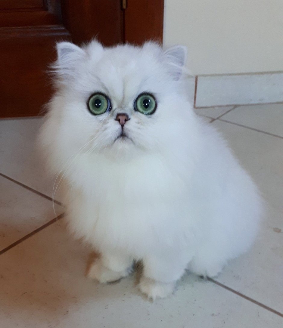 Котята 2 недели от рождения Персидская шиншилла