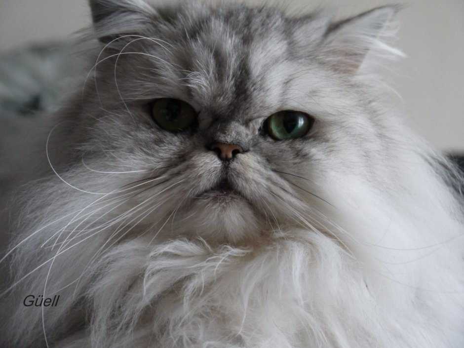 Персидская шиншилла кот Уилфред