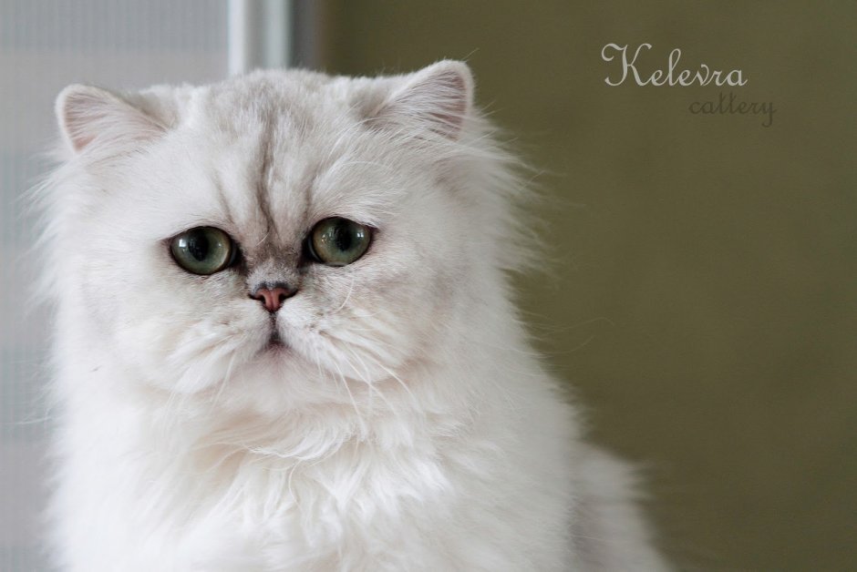 Персидская голубая шиншилла