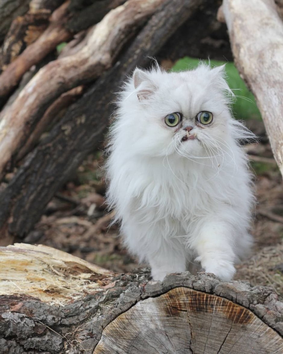 Персидская длинношерстная шиншилла