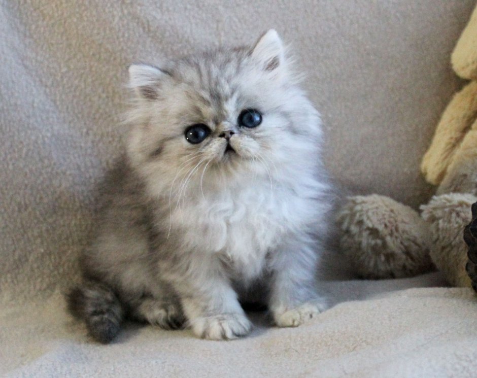 Сибирская Персидская шиншилла кошка