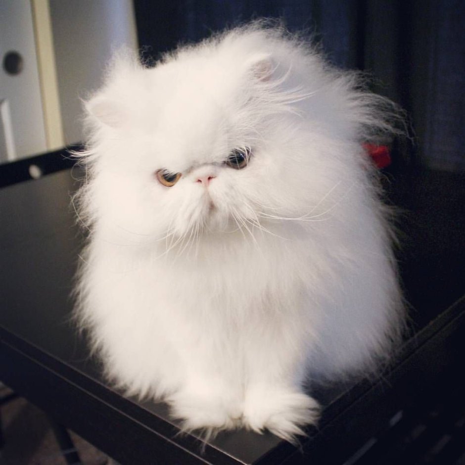 Ангорская шиншилла кошка