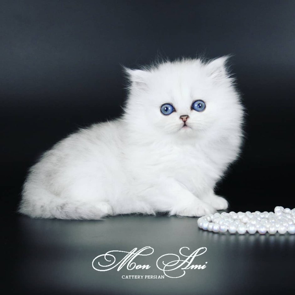 Кот Персидская шиншилла Вилфред