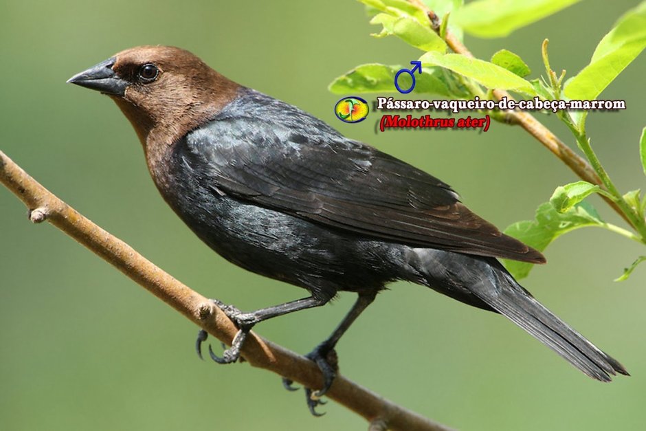 Коричневая птичка с черными крыльями