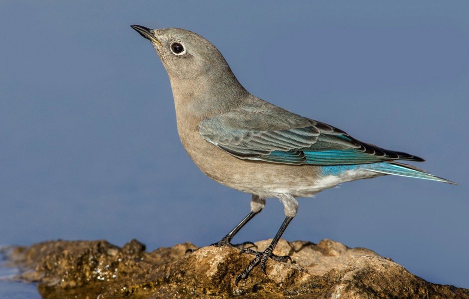 Птичка голубая сиалия