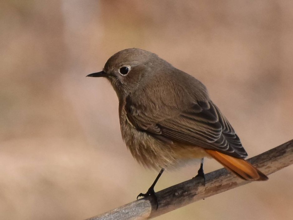 Горихвостка-Чернушка (Phoenicurus ochruros)