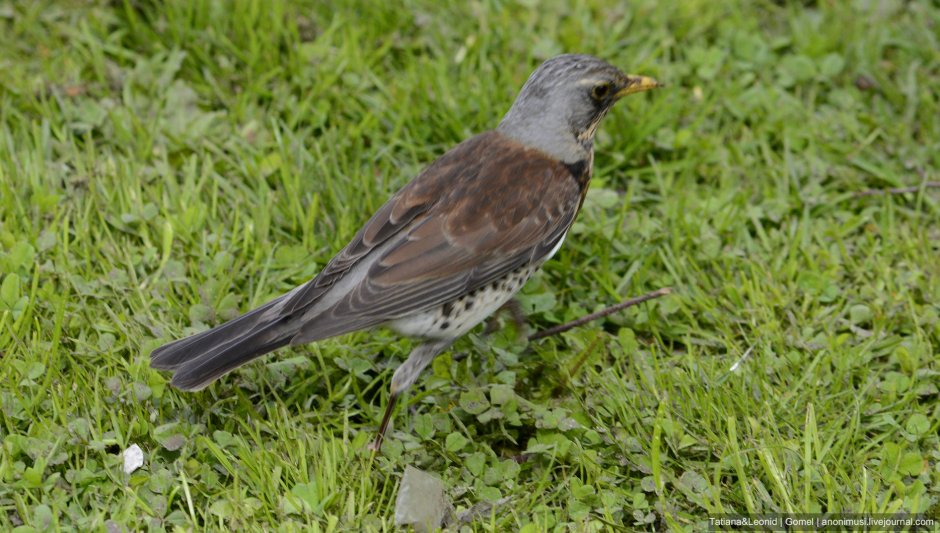 Серо-коричневая птица