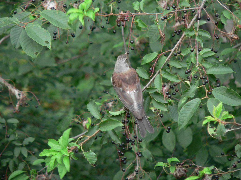 Пятнистая птица