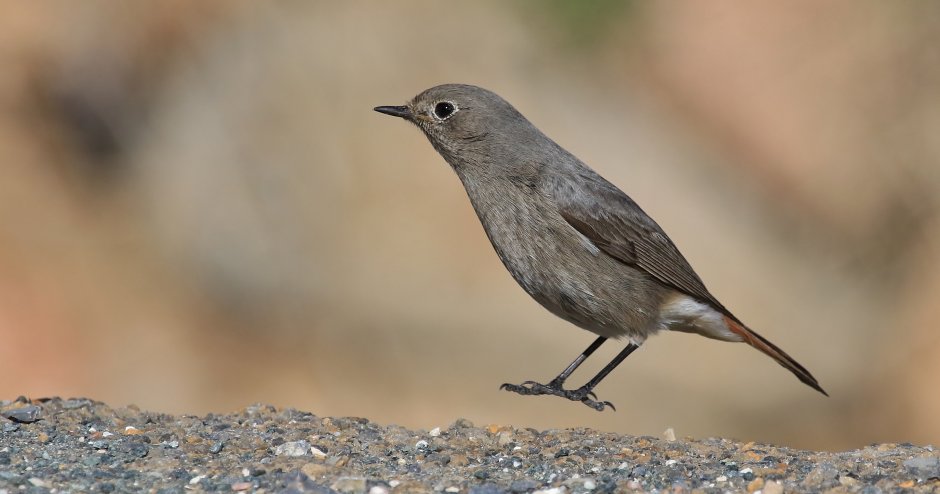 Серая маленькая птичка Wren