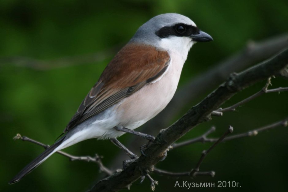 Жулан хвост