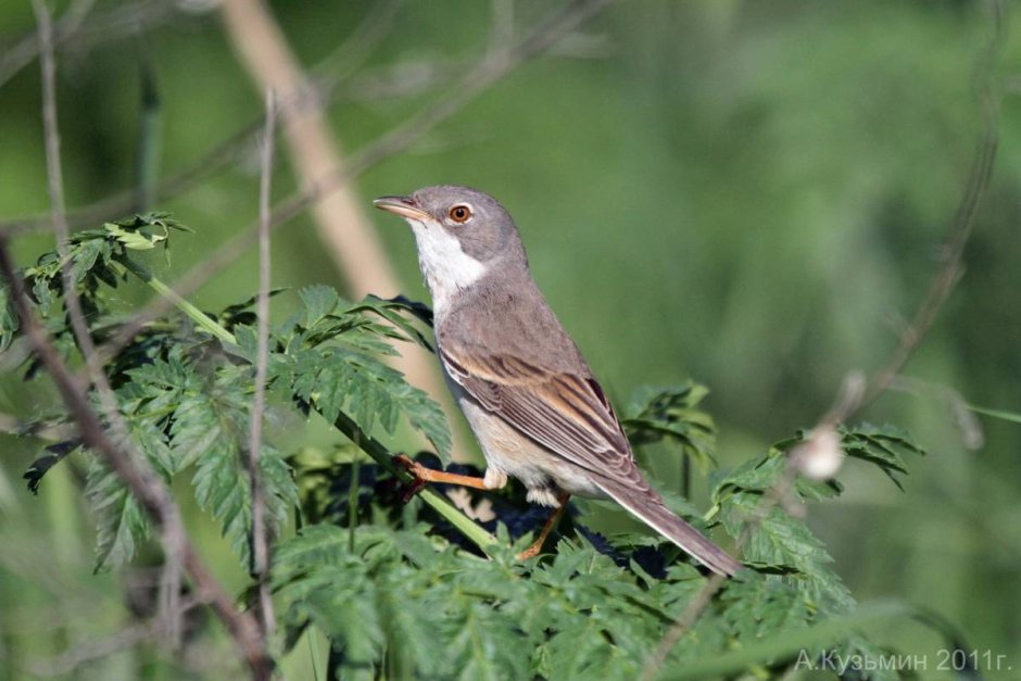 Садовая Славка серая